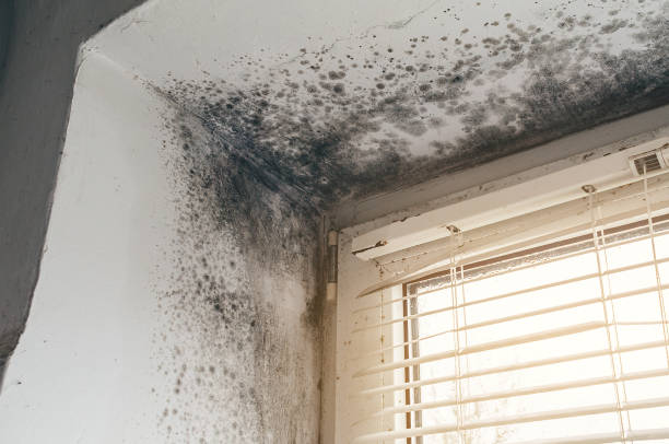 Affordable Mold Remediation solutions in Exmore, VA