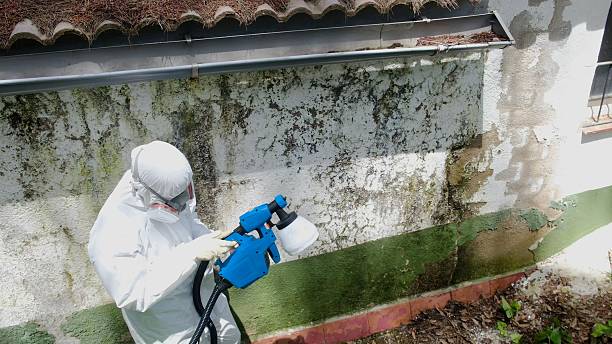 Top rated local Mold Remediation specialists in Exmore, VA